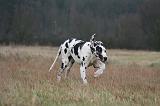 DOGUE ALLEMAND 674